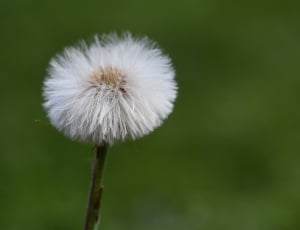 close up photo of white dandelion thumbnail