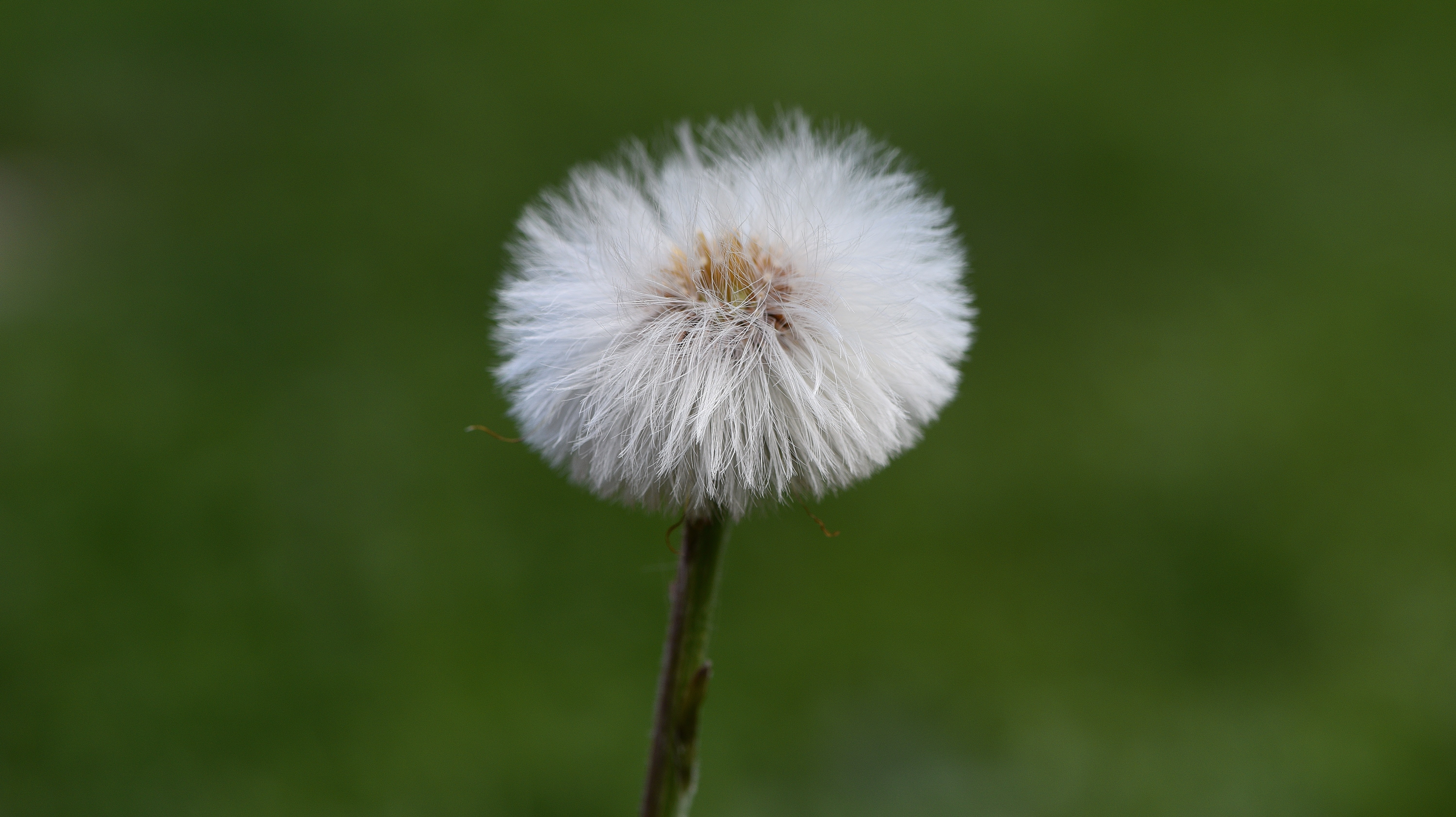 close up photo of white dandelion