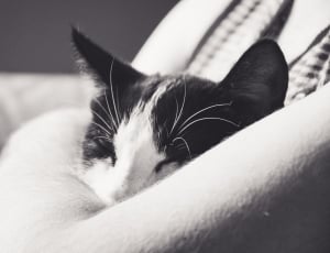 shallow focus photography of black and white tuxedo cat thumbnail