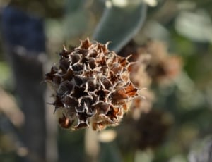 brown flower thumbnail
