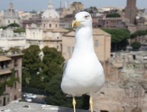 white pigeon on grey concrete surface during daytime thumbnail