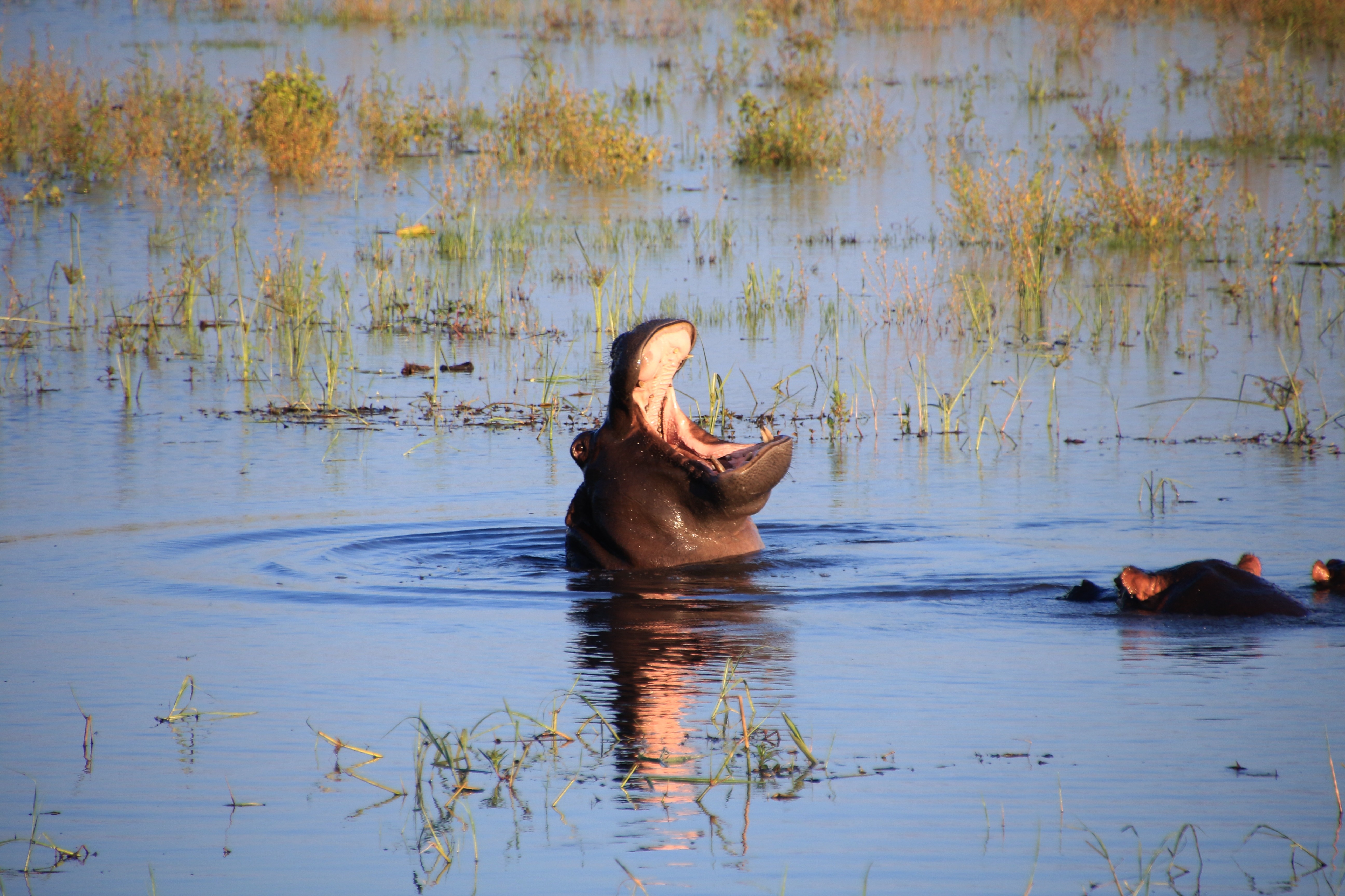 brown hippopotamus