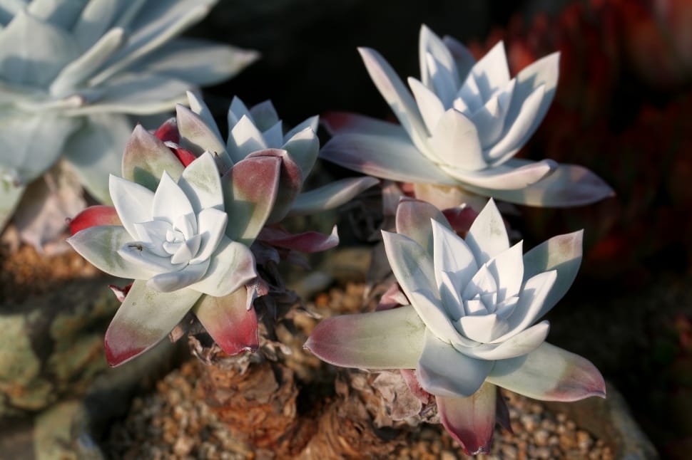 white green and red succulent plant preview