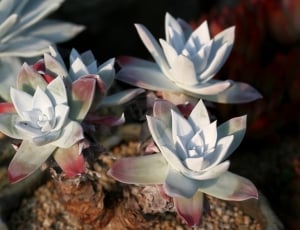 white green and red succulent plant thumbnail