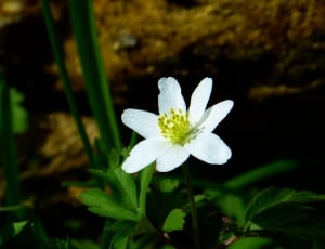 bloomed white petaled flower thumbnail