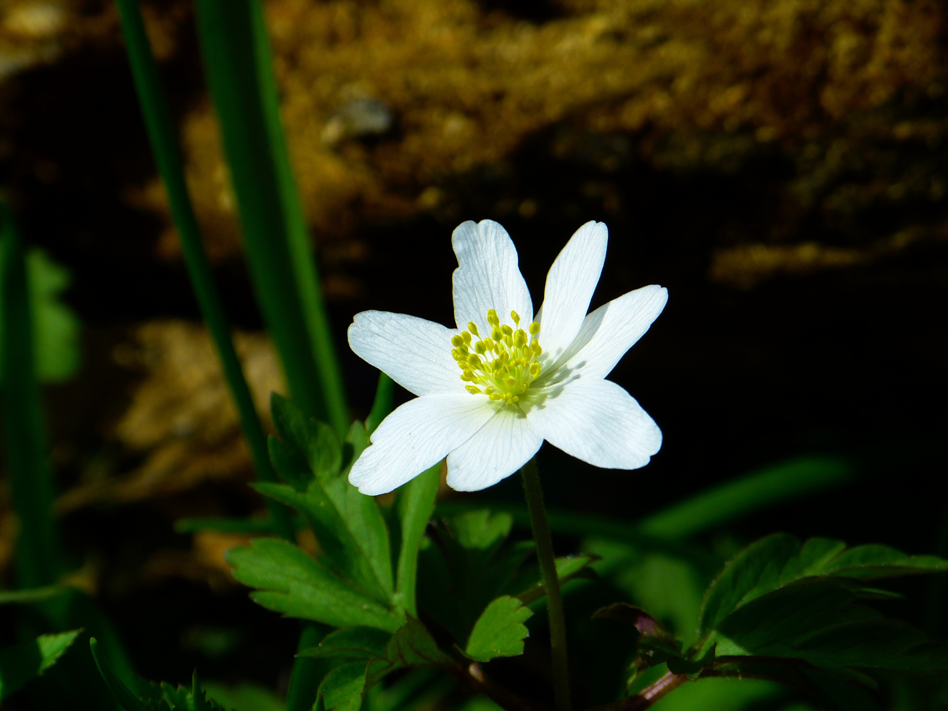 bloomed white petaled flower