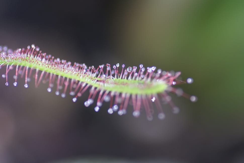 Cape Sundew, Drosera Capensis, Sundew, close-up, no people preview