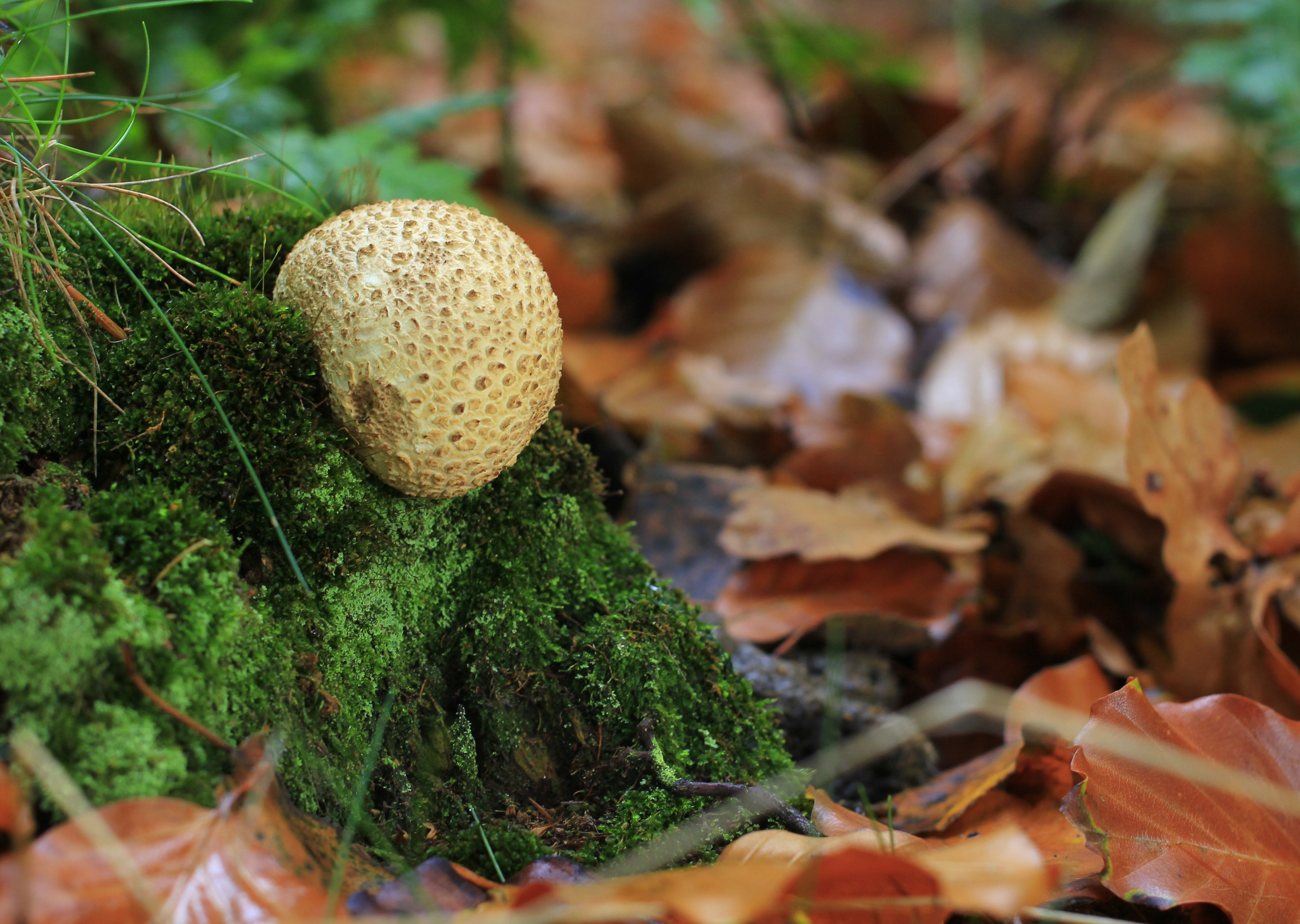 К чему снятся грибы женщине в лесу