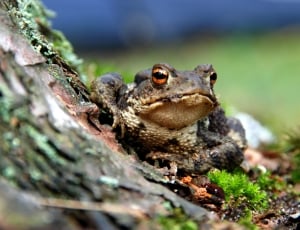 brown and grey toad thumbnail