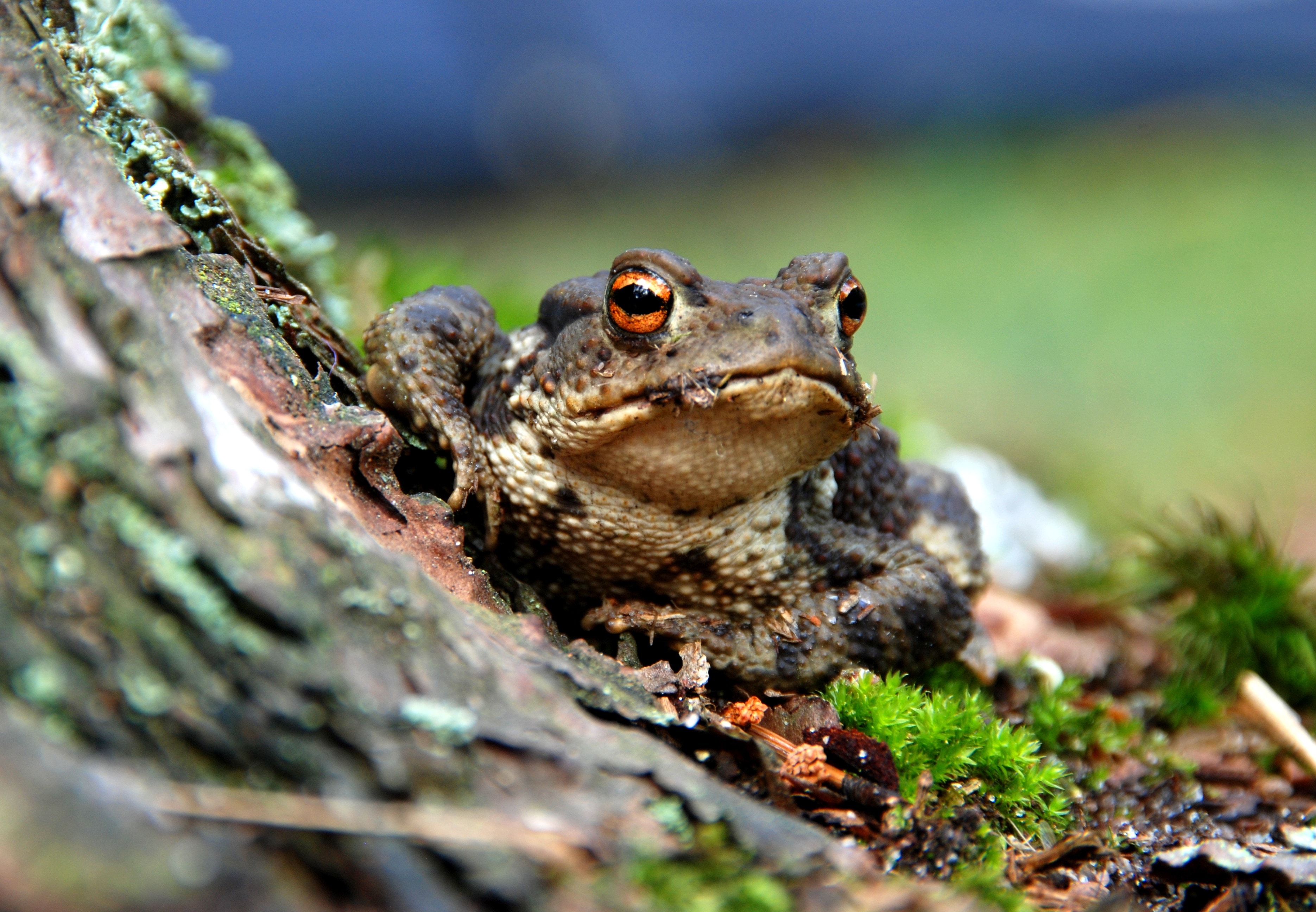 brown and grey toad