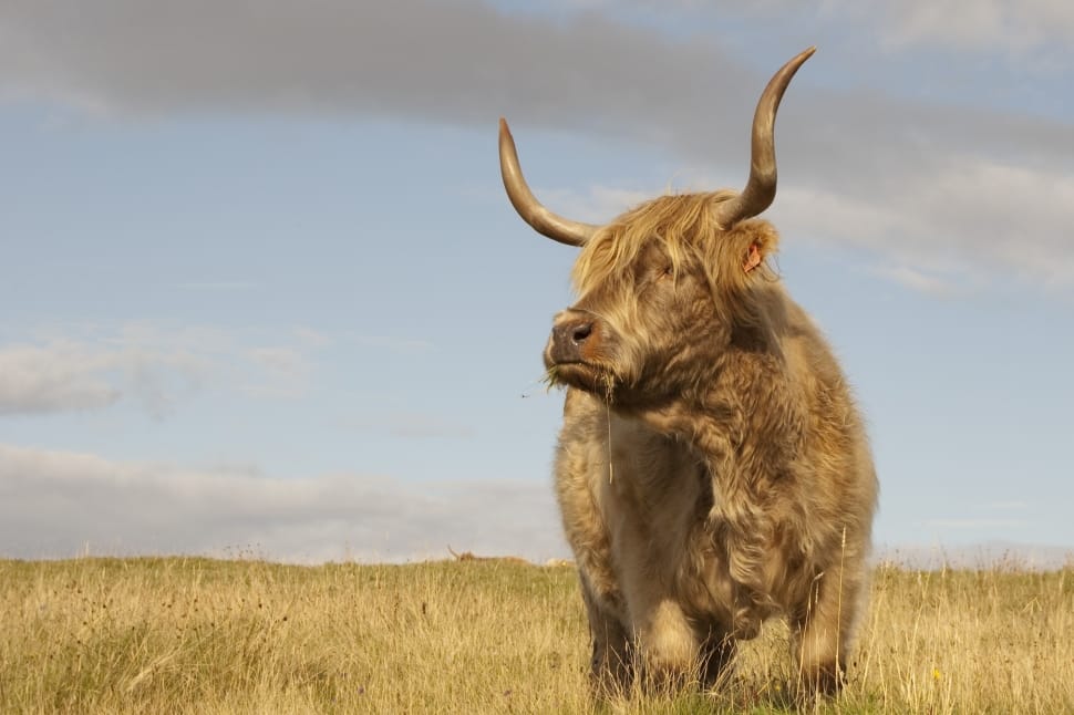 Scotland, Cow, Hay, animal wildlife, one animal preview