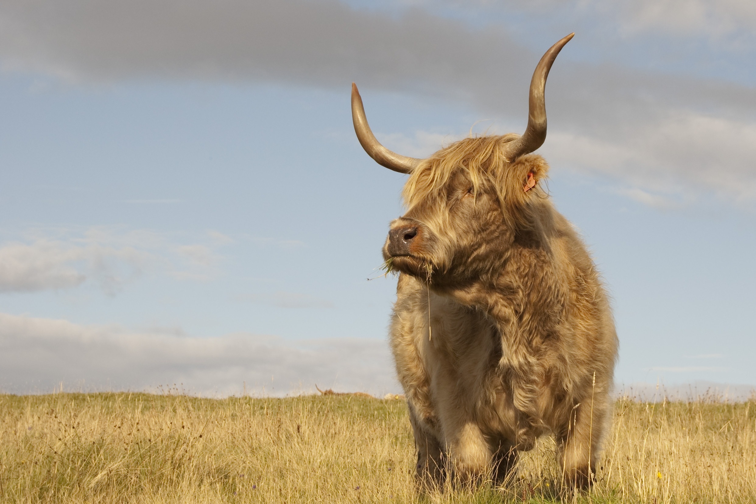 Scotland, Cow, Hay, animal wildlife, one animal