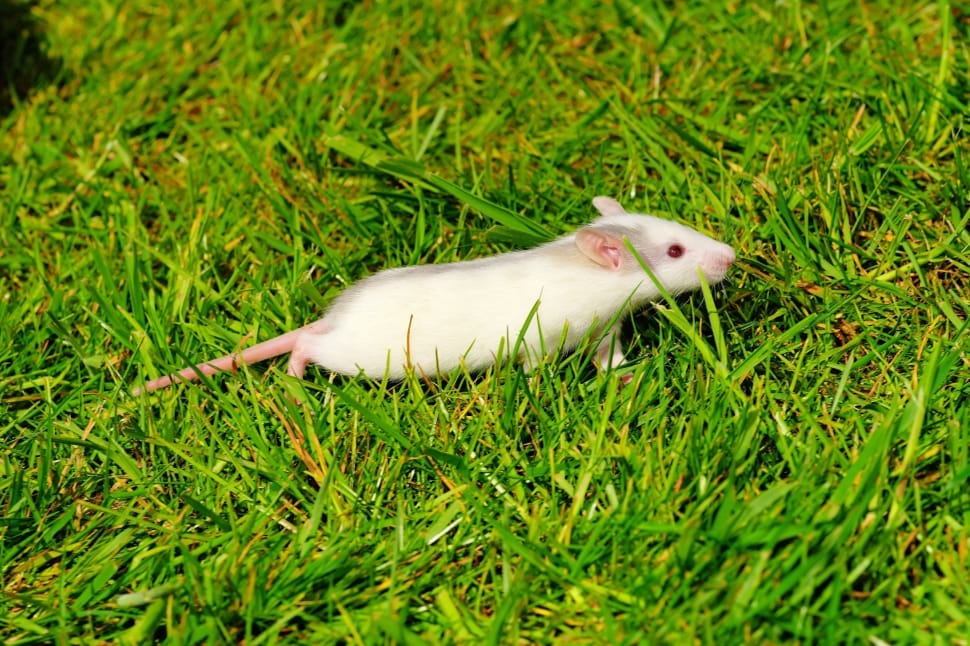 white rodent preview