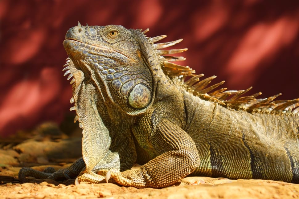 brown bearded dragon preview