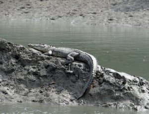 alligator on rock near body of water at daytime thumbnail