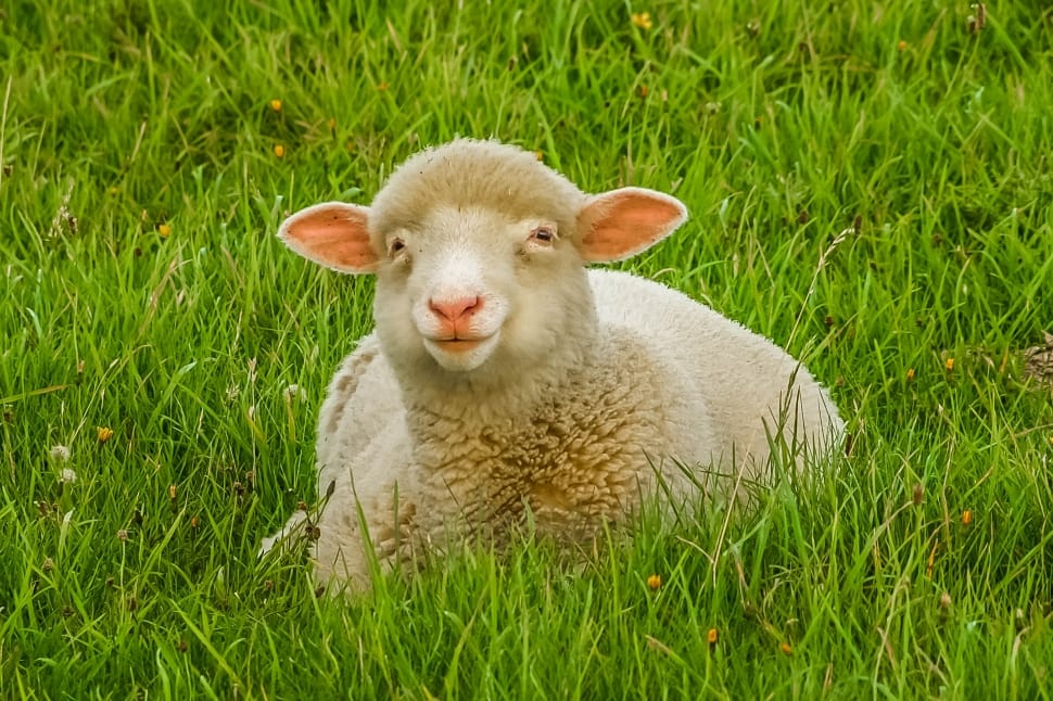gray lamb in green grass preview