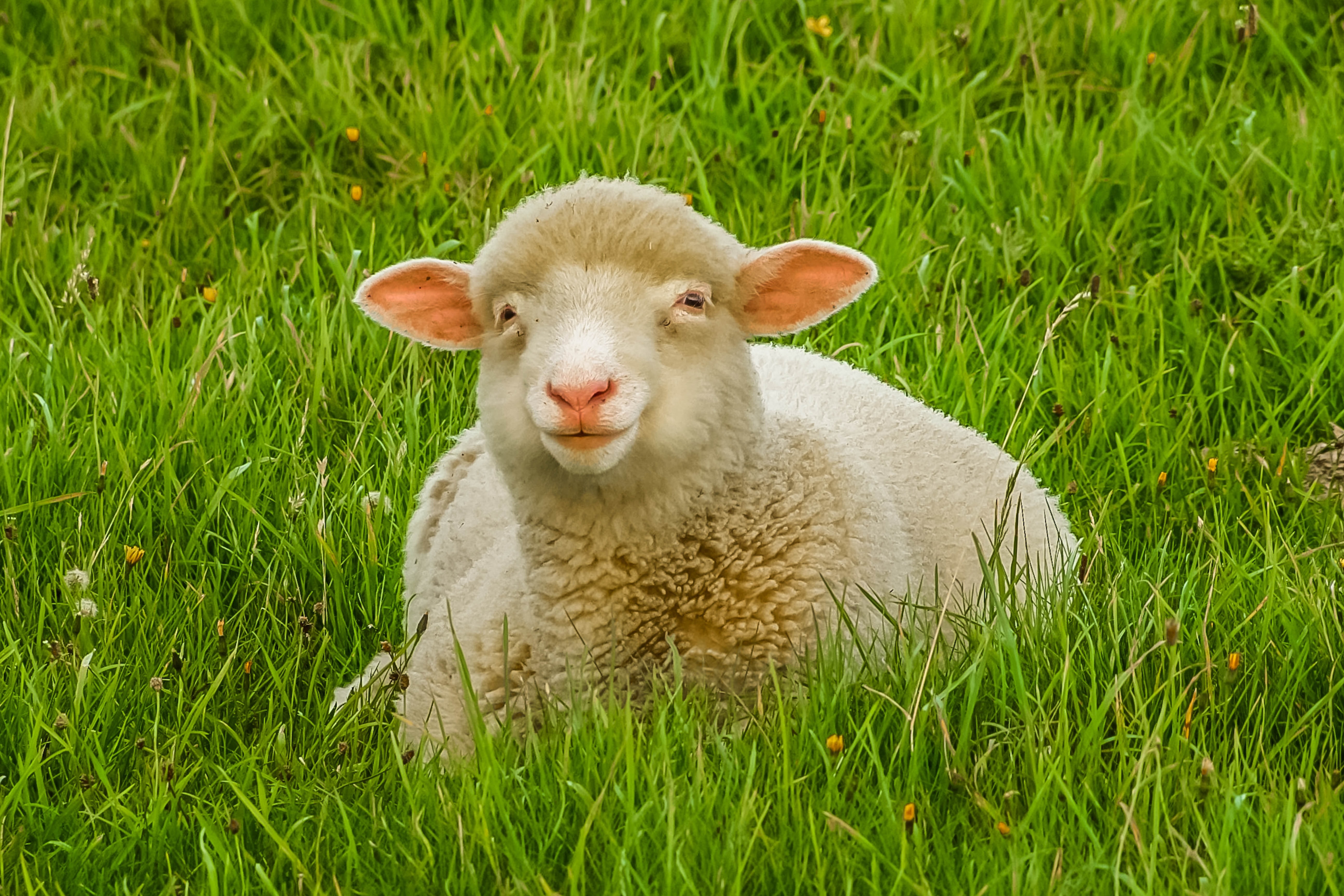 gray lamb in green grass