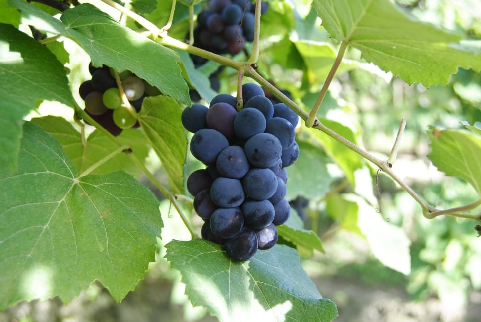 blackberries fruit preview