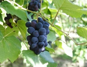 blackberries fruit thumbnail