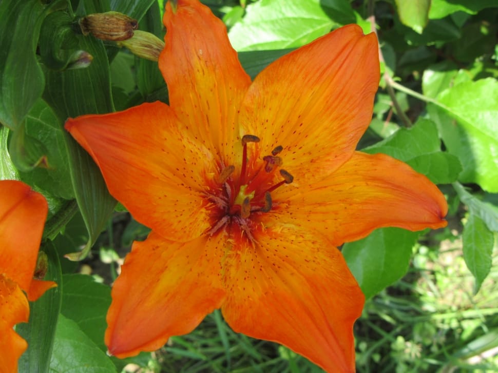 Orange, Lily, Plant, Flower, flower, petal preview