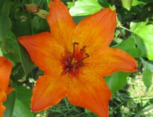 Orange, Lily, Plant, Flower, flower, petal thumbnail