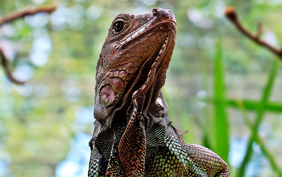 black and green monitor lizard preview