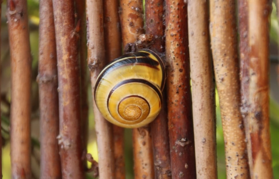 Spiral, Snail, Slowly, Animals, Shell, snail, close-up preview