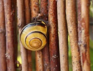 Spiral, Snail, Slowly, Animals, Shell, snail, close-up thumbnail
