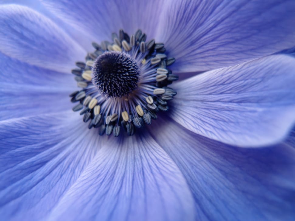 purple petal flower focus photo preview