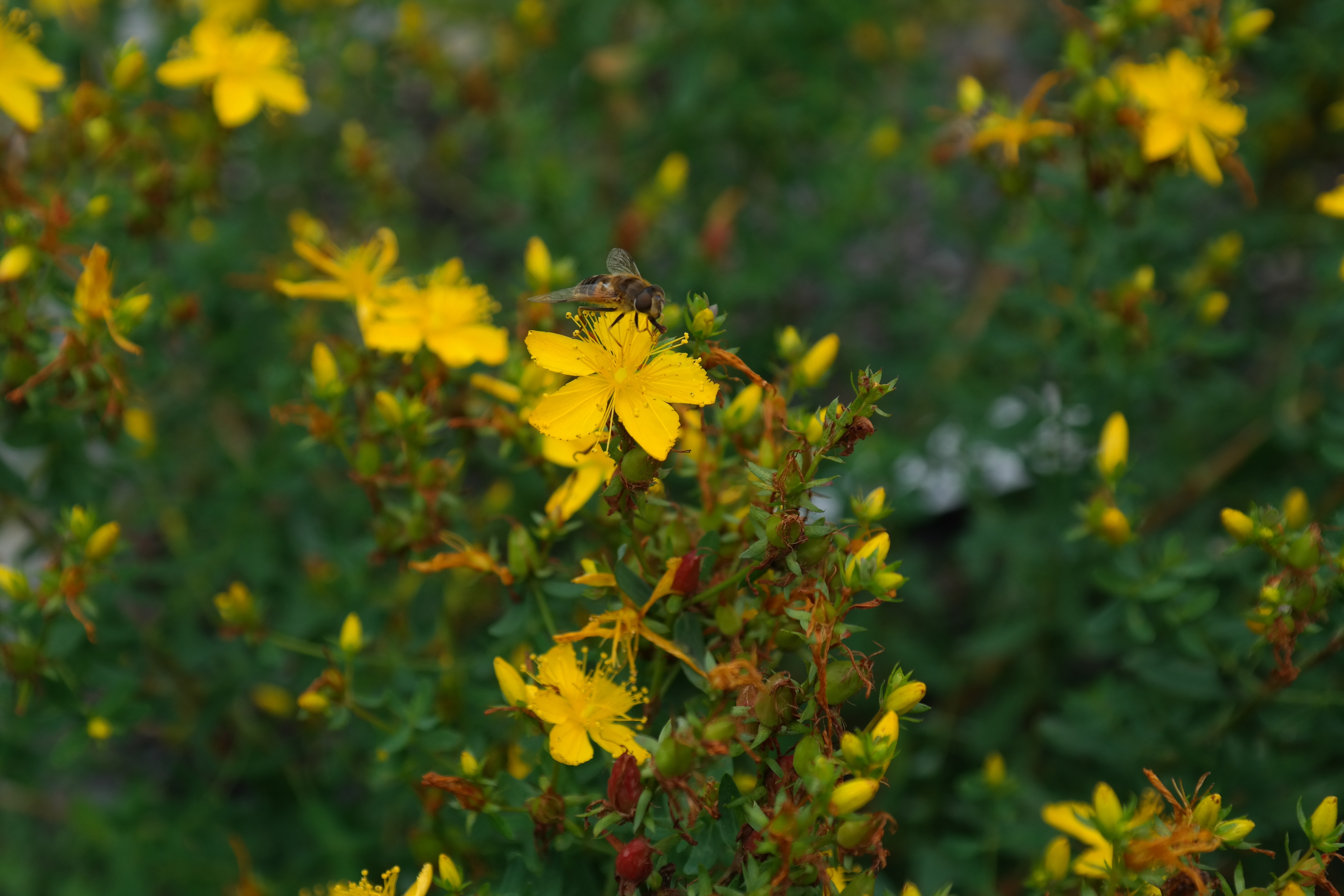yellow 5-petaled flowers