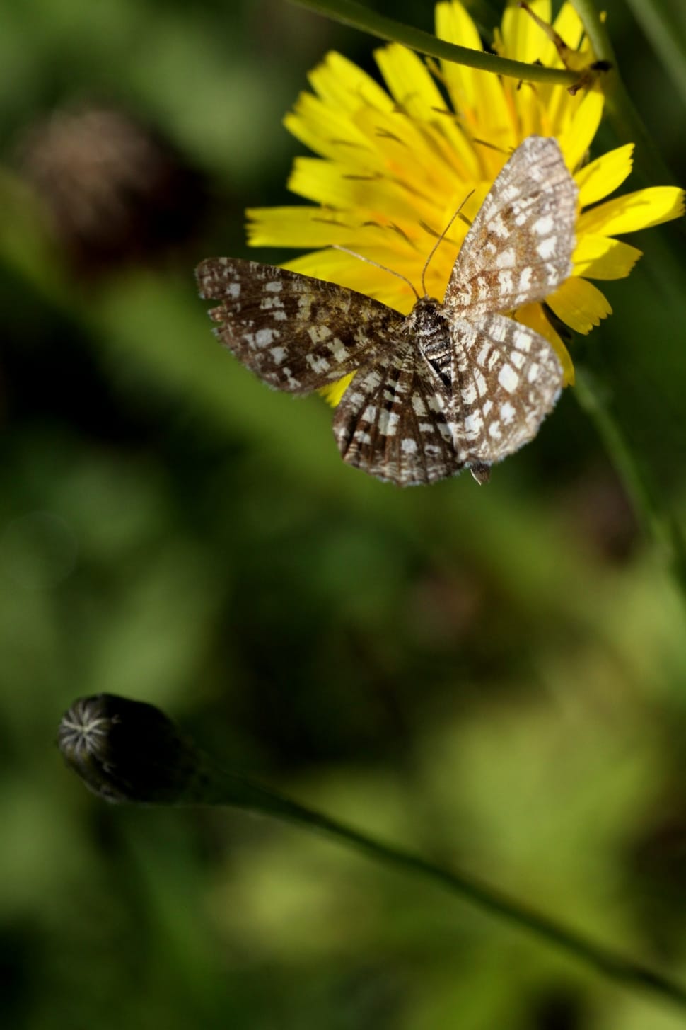 macro photography of white-and-brown butterfly landing on yellow petal flower preview