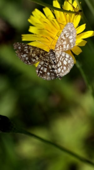 macro photography of white-and-brown butterfly landing on yellow petal flower thumbnail