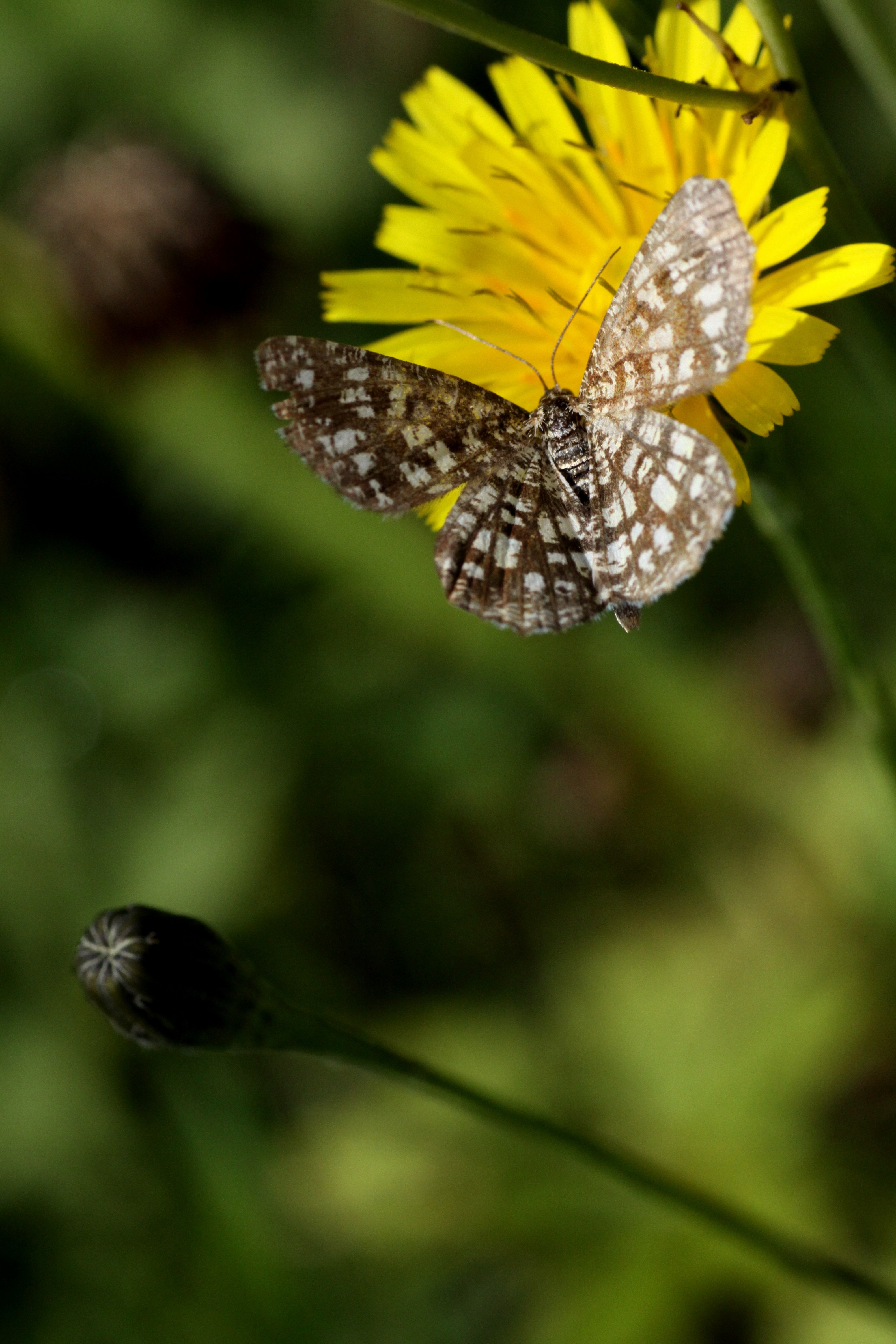 macro photography of white-and-brown butterfly landing on yellow petal flower