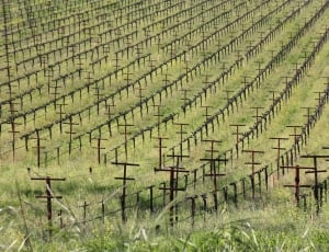 Winery, Wine, The Vine, Wine Culture, agriculture, field thumbnail