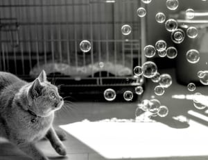 gray short fur cat and bubbles thumbnail