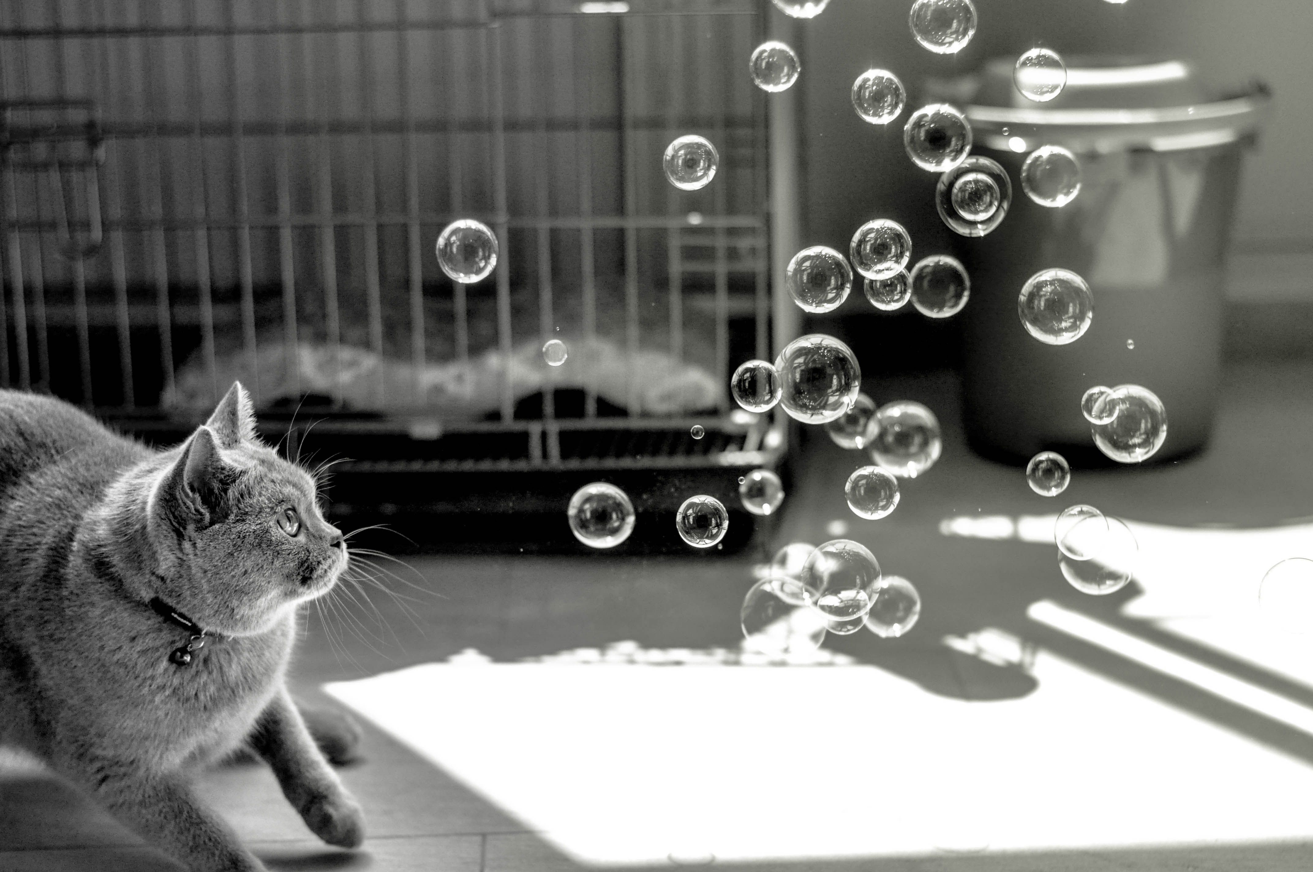 gray short fur cat and bubbles