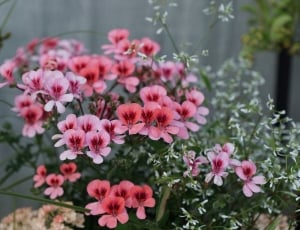 Flowers, Blossom, Bloom, Nature, Pink, flower, pink color thumbnail