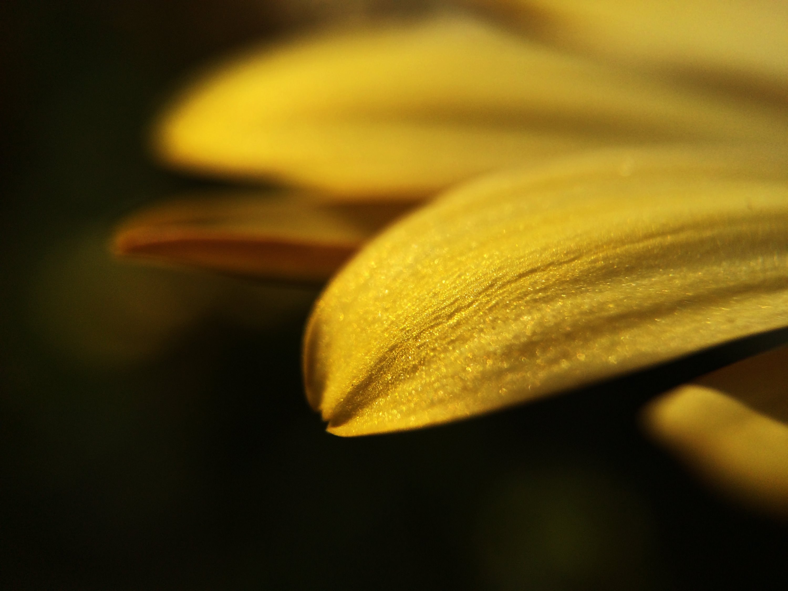 Petal, Plant, Sun, Flower, Yellow, Macro, yellow, close-up