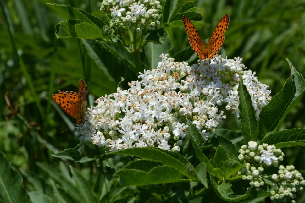 macro sho photograph of two orange butterflies perched in white flower preview