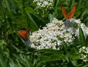 macro sho photograph of two orange butterflies perched in white flower thumbnail