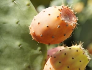 2 orange and yellow cactus flowers thumbnail