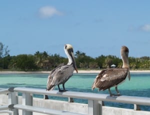 two pelicans thumbnail