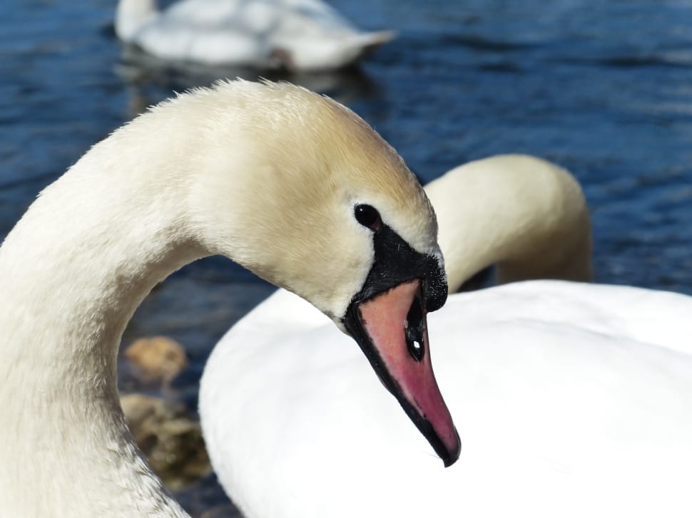 Lake, Bird, River, Swan, Mute Swan, bird, animals in the wild preview