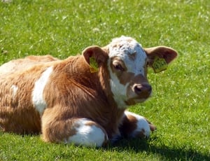 Animal, Beef, Agriculture, Meadow, Calf, grass, one animal thumbnail