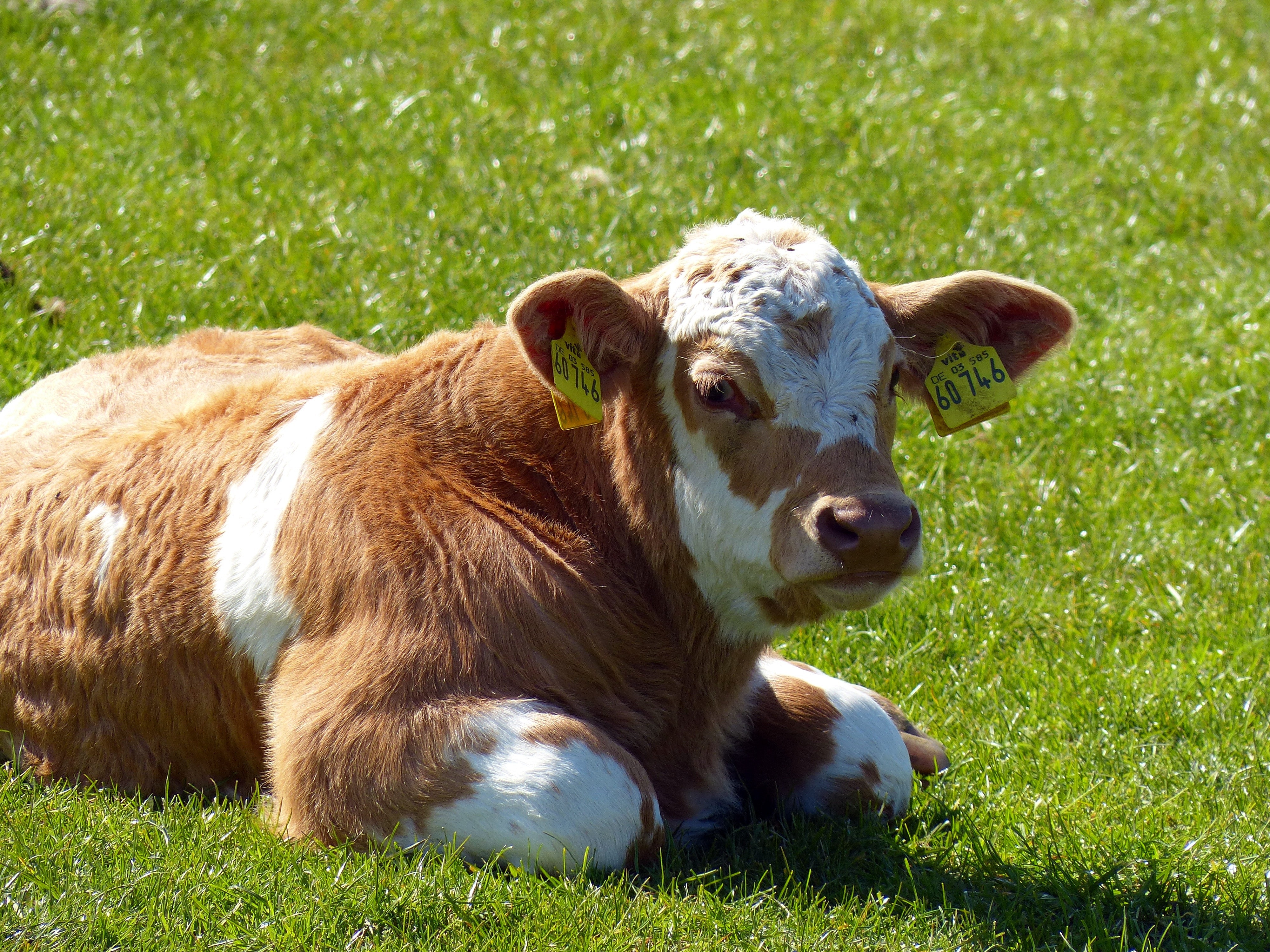 Animal, Beef, Agriculture, Meadow, Calf, grass, one animal
