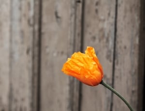 photo of California Poppy flower during daytime thumbnail