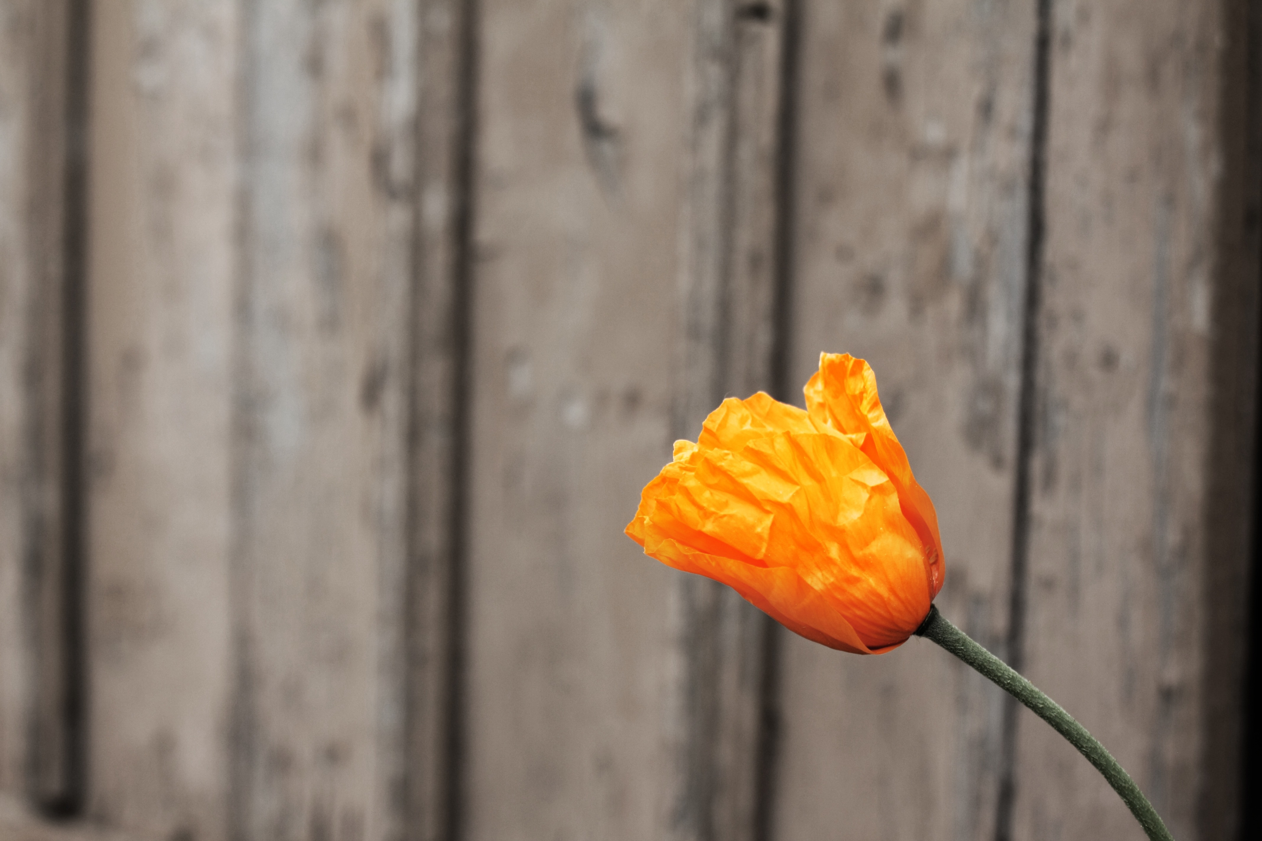 photo of California Poppy flower during daytime
