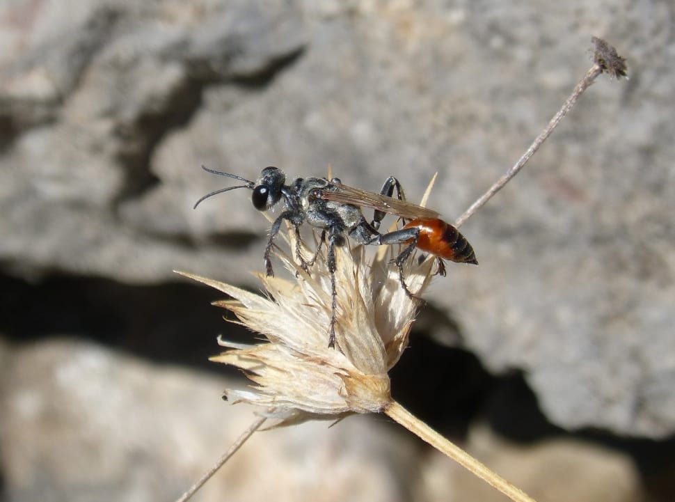 black and orange insect preview