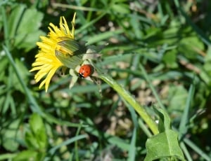 red and black ladybug on yellow flower during day time thumbnail