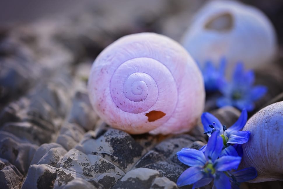 white seashell flower with purple petaled flower closeup photo preview